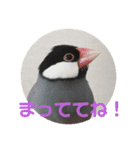 桜文鳥ピーちゃんの日常使いスタンプ（個別スタンプ：22）