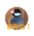 桜文鳥ピーちゃんの日常使いスタンプ（個別スタンプ：23）
