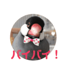 桜文鳥ピーちゃんの日常使いスタンプ（個別スタンプ：24）