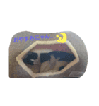 ハチワレ猫 -リリ-（個別スタンプ：1）