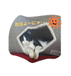 ハチワレ猫 -リリ-（個別スタンプ：2）