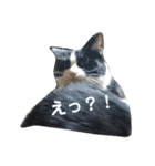 ハチワレ猫 -リリ-（個別スタンプ：5）