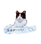 ハチワレ猫 -リリ-（個別スタンプ：7）