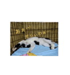 ハチワレ猫 -リリ-（個別スタンプ：12）
