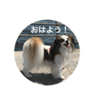 パピヨンだけどファーレンだよ！（個別スタンプ：2）