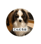 パピヨンだけどファーレンだよ！（個別スタンプ：3）