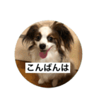 パピヨンだけどファーレンだよ！（個別スタンプ：4）