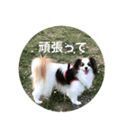 パピヨンだけどファーレンだよ！（個別スタンプ：5）