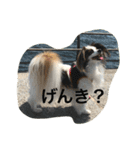 パピヨンだけどファーレンだよ！（個別スタンプ：7）