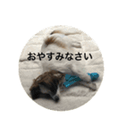 パピヨンだけどファーレンだよ！（個別スタンプ：8）