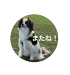 パピヨンだけどファーレンだよ！（個別スタンプ：10）