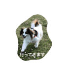 パピヨンだけどファーレンだよ！（個別スタンプ：11）