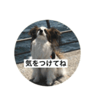 パピヨンだけどファーレンだよ！（個別スタンプ：14）