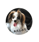 パピヨンだけどファーレンだよ！（個別スタンプ：15）
