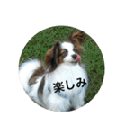 パピヨンだけどファーレンだよ！（個別スタンプ：16）
