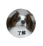 パピヨンだけどファーレンだよ！（個別スタンプ：17）