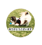 パピヨンだけどファーレンだよ！（個別スタンプ：18）