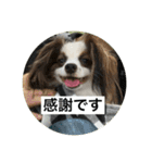 パピヨンだけどファーレンだよ！（個別スタンプ：20）