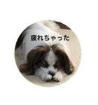 パピヨンだけどファーレンだよ！（個別スタンプ：22）