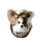 パピヨンだけどファーレンだよ！（個別スタンプ：23）