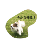 パピヨンだけどファーレンだよ！（個別スタンプ：25）