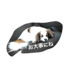 パピヨンだけどファーレンだよ！（個別スタンプ：26）