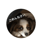パピヨンだけどファーレンだよ！（個別スタンプ：33）