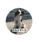 パピヨンだけどファーレンだよ！（個別スタンプ：36）