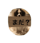 パピヨンだけどファーレンだよ！（個別スタンプ：37）