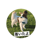 パピヨンだけどファーレンだよ！（個別スタンプ：39）