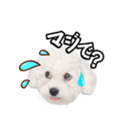 こぶた＆おーじ(スタンダード)（個別スタンプ：3）