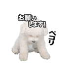 こぶた＆おーじ(スタンダード)（個別スタンプ：5）