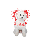 こぶた＆おーじ(スタンダード)（個別スタンプ：7）