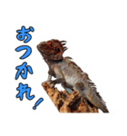 ドラさん 日常編2（個別スタンプ：6）