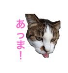 プゥとシャルと仲間たち②（個別スタンプ：7）