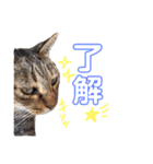 プゥとシャルと仲間たち②（個別スタンプ：14）