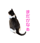 プゥとシャルと仲間たち②（個別スタンプ：20）