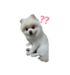 Snowballの日常（個別スタンプ：1）