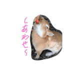 うさぎのかわいいスタンプ（個別スタンプ：1）