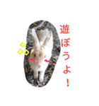 うさぎのかわいいスタンプ（個別スタンプ：8）