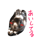 うさぎのかわいいスタンプ（個別スタンプ：13）