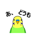 まるインコ（個別スタンプ：1）