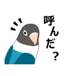 まるインコ（個別スタンプ：5）