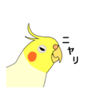 まるインコ（個別スタンプ：10）