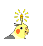 まるインコ（個別スタンプ：12）