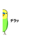 まるインコ（個別スタンプ：14）
