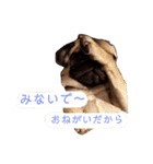 ぽこちゃんスタンプ第2段（個別スタンプ：6）