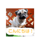 ぽこちゃんスタンプ第2段（個別スタンプ：14）
