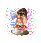 ぱふたんのおしゃべり（個別スタンプ：7）