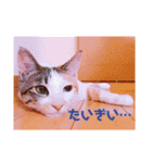 はるはるはるちゃん（個別スタンプ：14）